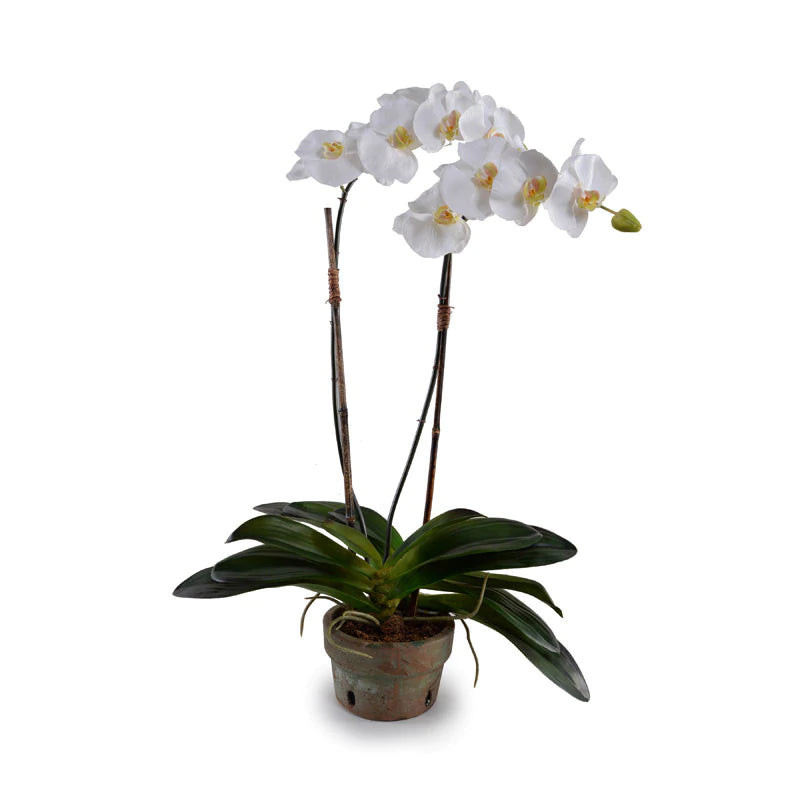 White Phalaenopsis Orchid in Rustic Terracotta