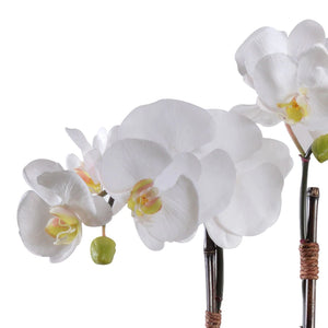 White Phalaenopsis Orchid in Rustic Terracotta