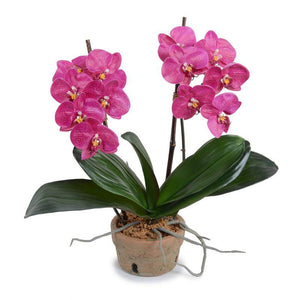 Fuchsia Phalaenopsis Orchid in Rustic Terracotta