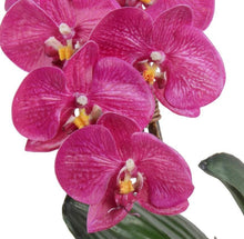 Load image into Gallery viewer, Fuchsia Phalaenopsis Orchid in Rustic Terracotta

