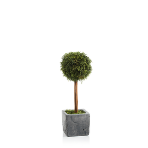 Cypress Round Topiary